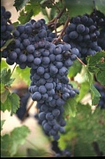 Сорта винограда для производства вина
